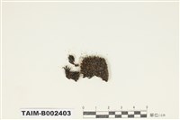 藏品(砂苔屬)的圖片